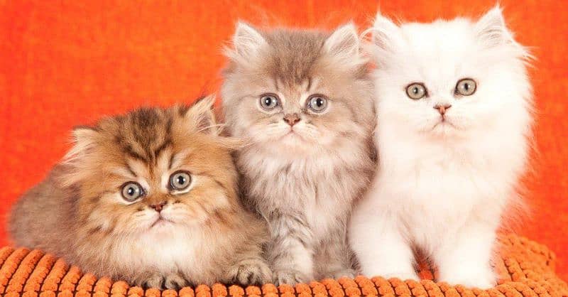 Persian cats/punch face/triple coated kitten's/kittens for sale 1