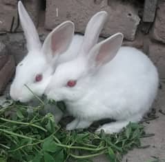 Rabbits 03026555660