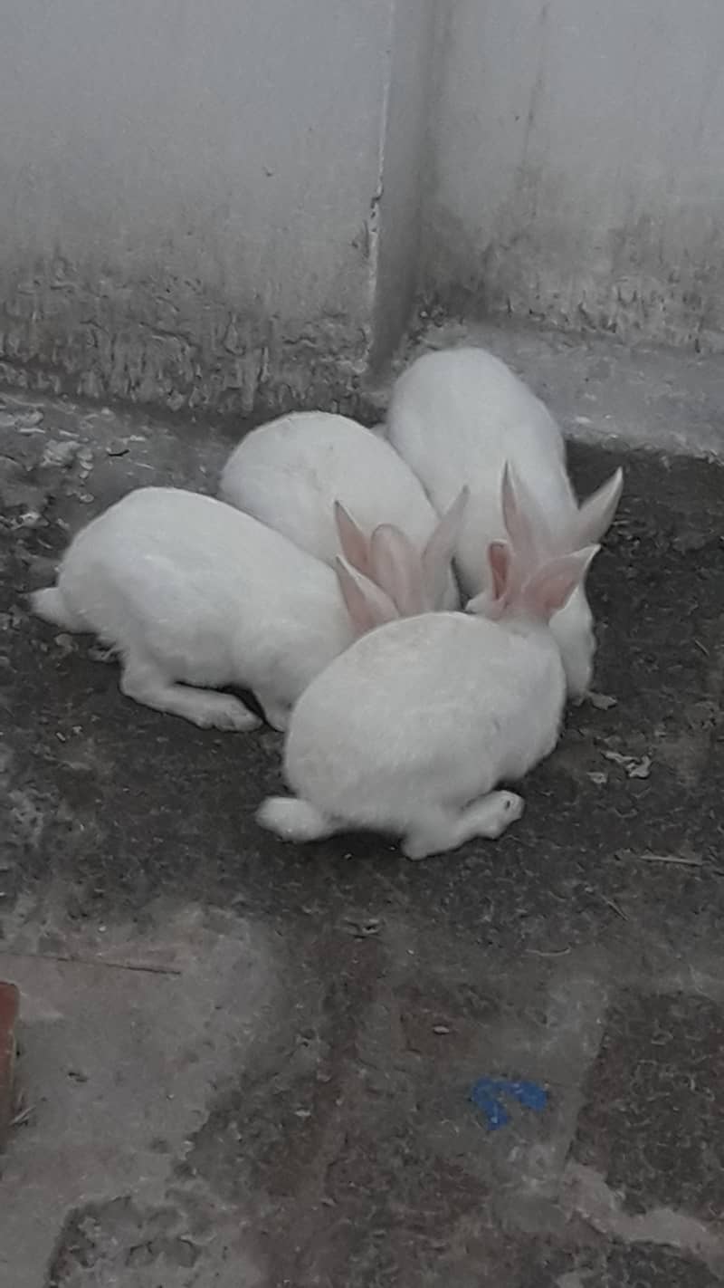 Rabbits 03026555660 1