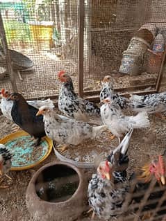 young English game chicks for sale 0