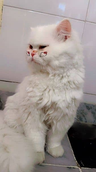 male white fullfy cat 1
