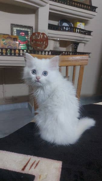 four months old Persian kitten 0