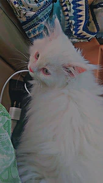 four months old Persian kitten 1