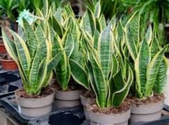 Dracaena trifasciata) plant, snake plant 0