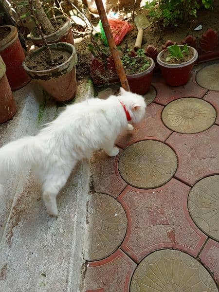 percian white cat 0