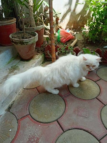 percian white cat 2