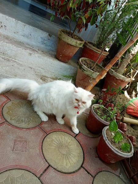 percian white cat 3