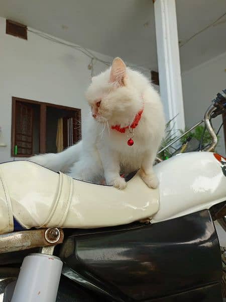 percian white cat 4