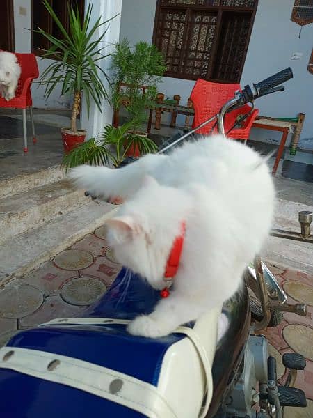 percian white cat 5