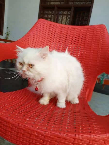 percian white cat 6