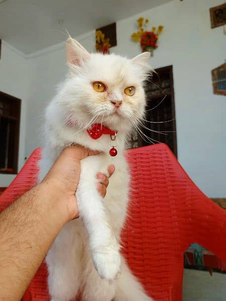 percian white cat 7