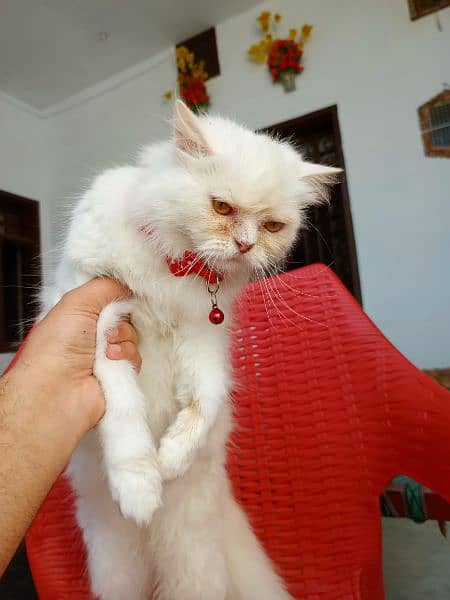 percian white cat 8