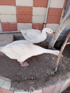 Breeder pair duck