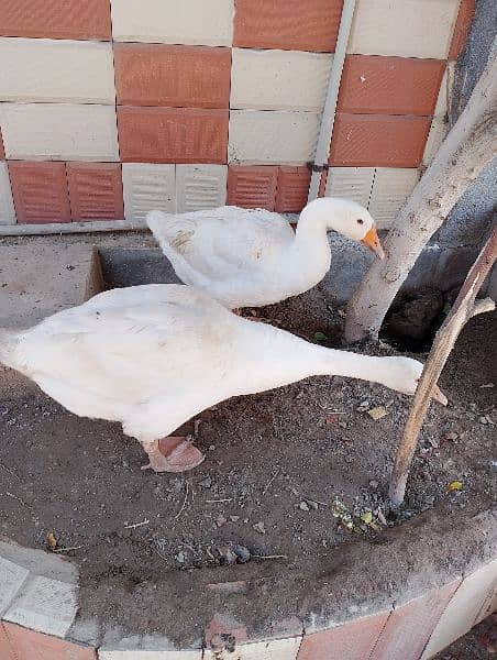 Breeder pair duck 0