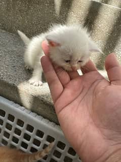 Persian double coated kitten male females available