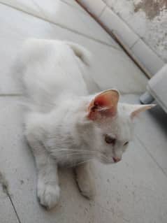Triple Coat Persian Cat For Sale