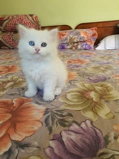 Persian Kittens Triple Coated for sale