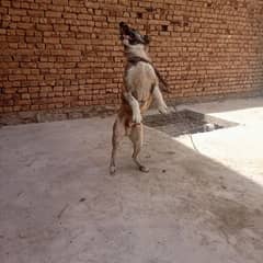 8 month ka bacha ha good condition healthy dog 0