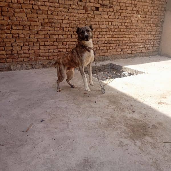 8 month ka bacha ha good condition healthy dog 1