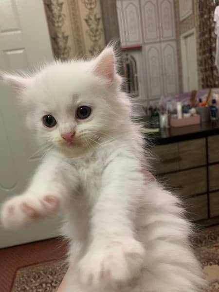 Persian Kittens 4