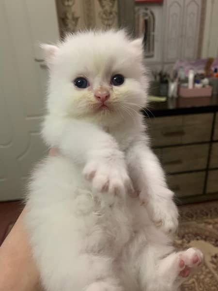 Persian Kittens 8