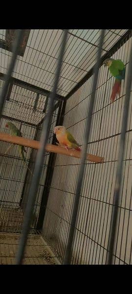 conure breeder pair with DNA report 0
