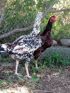 aseel hens pure breed