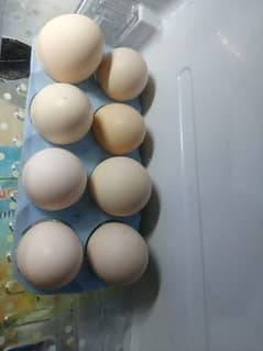 Desi eggs 0