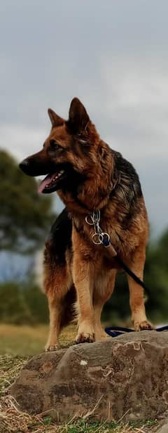 German shepherd female Dog