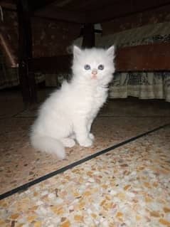 Persian Kittens Triple coat