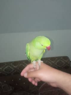 Green Parrot with cage - urgent for sell