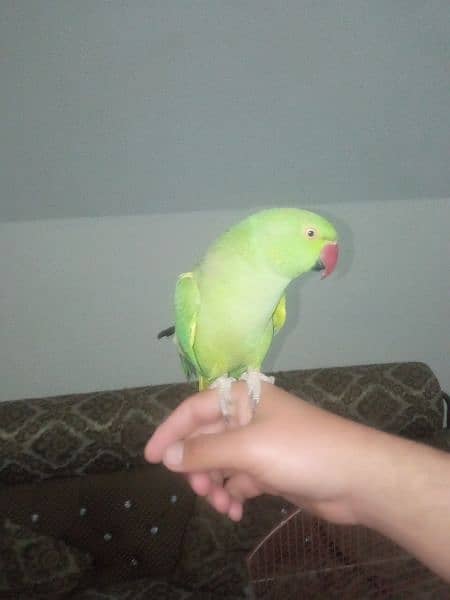 Green Parrot with cage - urgent for sell 1