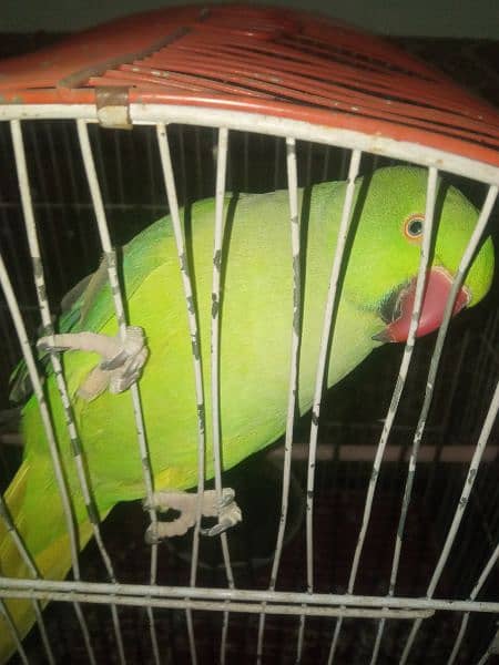 Green Parrot with cage - urgent for sell 2