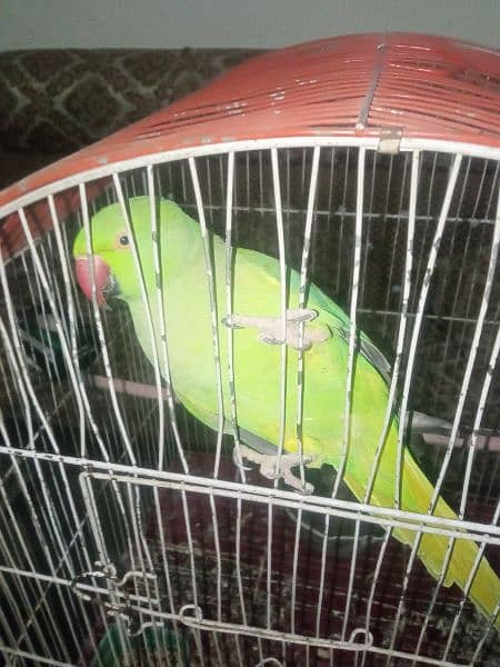 Green Parrot with cage - urgent for sell 3