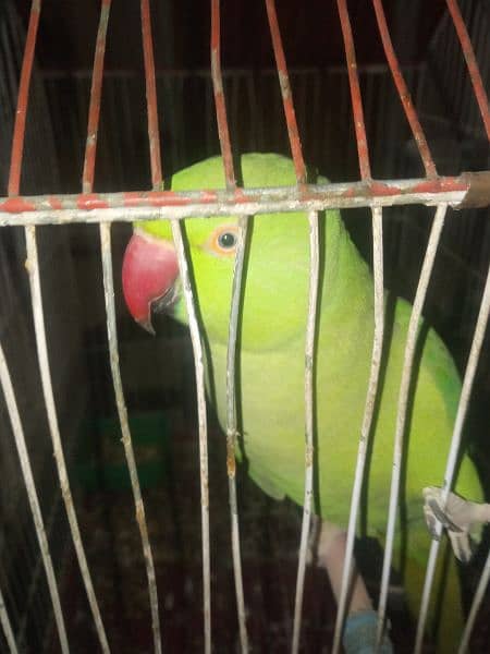 Green Parrot with cage - urgent for sell 4