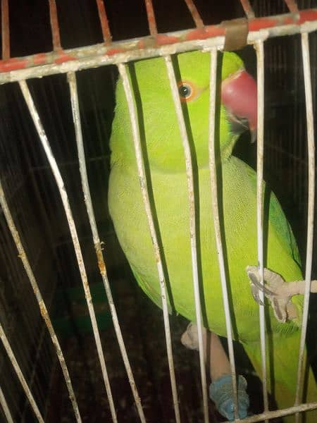 Green Parrot with cage - urgent for sell 5