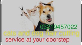 cats and dog hair cutting and grooming