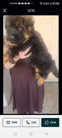 long Cort jerman shaded black mask 2 female puppies for sale