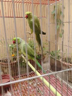 green ringneck parrot pair healthy and active first fread krega