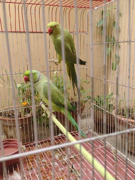 green ringneck parrot pair healthy and active first fread krega 0
