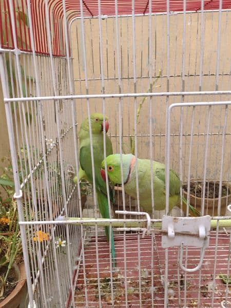 green ringneck parrot pair healthy and active first fread krega 1