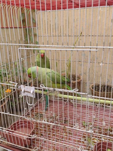 green ringneck parrot pair healthy and active first fread krega 2
