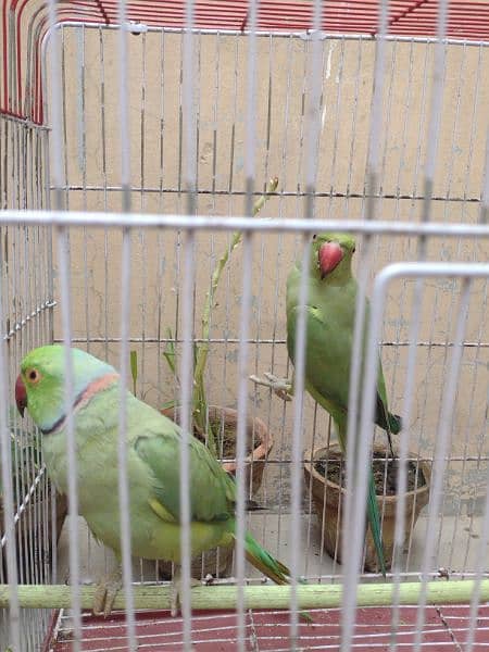 green ringneck parrot pair healthy and active first fread krega 3