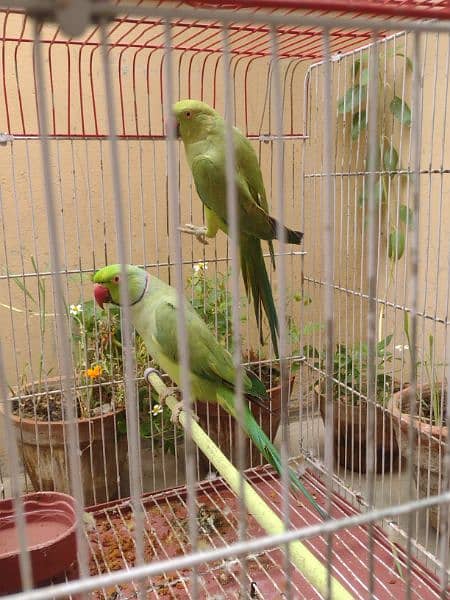 green ringneck parrot pair healthy and active first fread krega 4