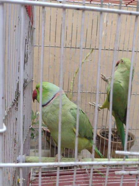 green ringneck parrot pair healthy and active first fread krega 5