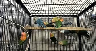 Adult pc lovebird for sale