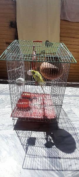 Austrailian Parrots With cage and everything in it 0