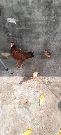 aseel hen with baby and father
