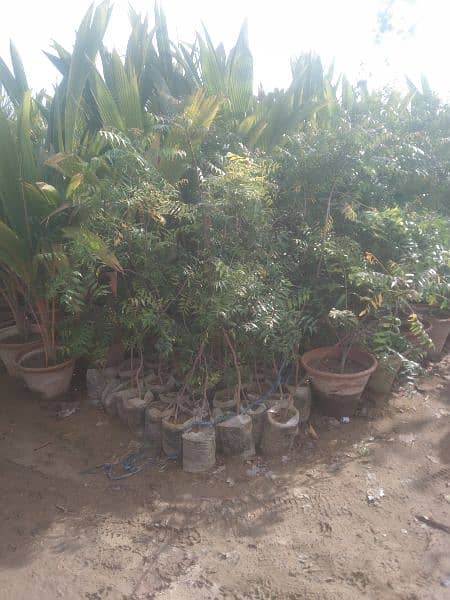 neem tree for sale 4