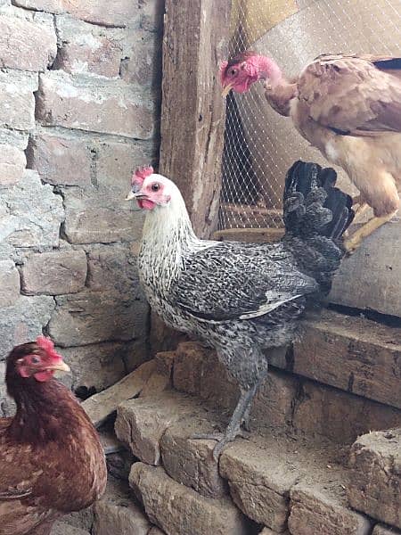 five fresh egg lying hens 4
